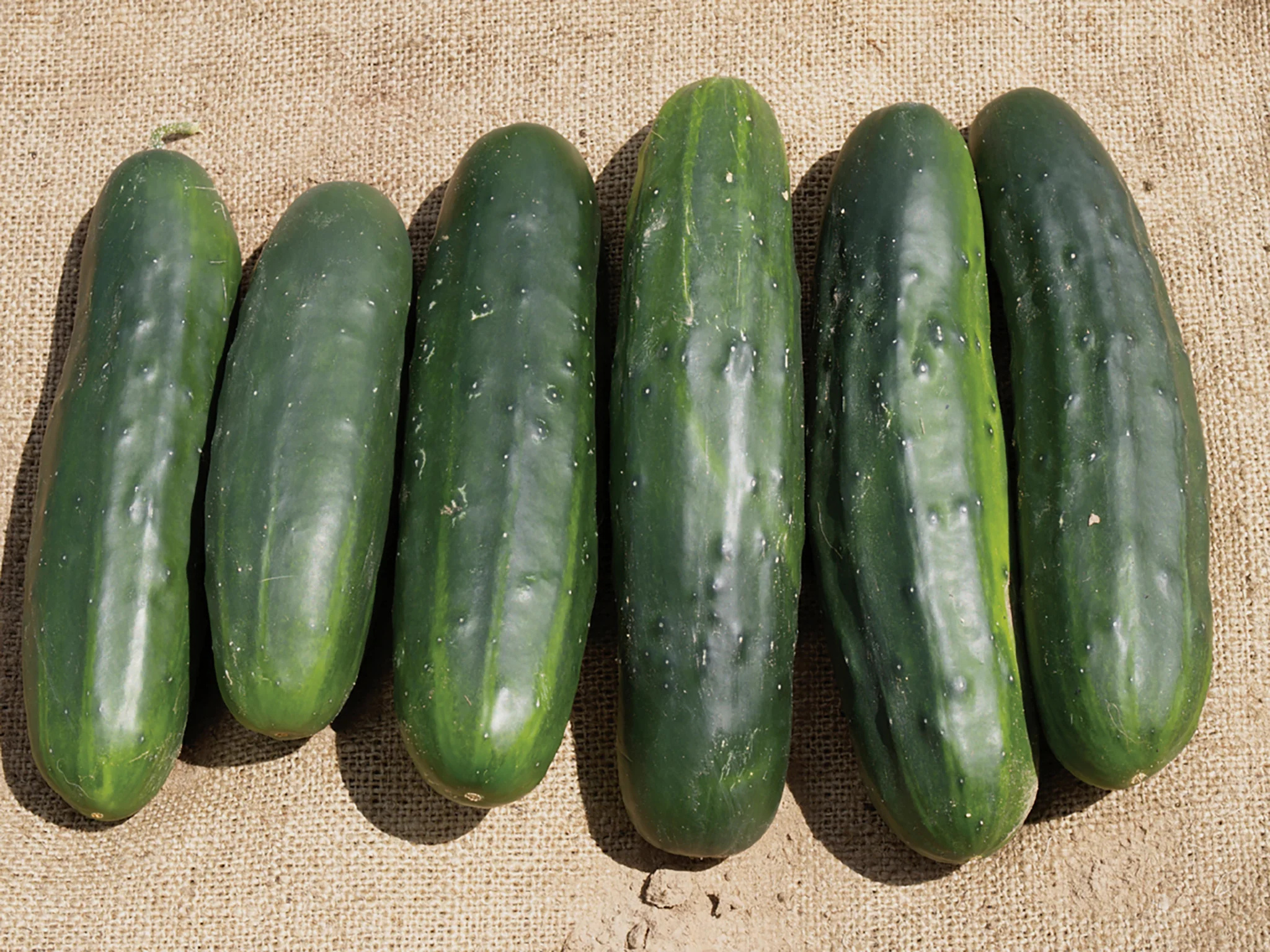 Marketmore 70 Cucumbers